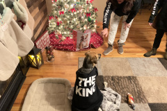 Dog in a "THE KING" shirt near a decorated Christmas tree with people.